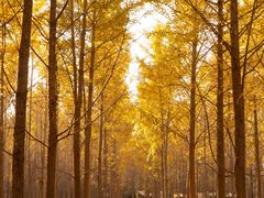 -汉景帝阳陵博物院