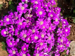 -松山湖梦幻百花洲