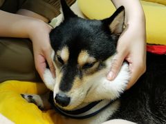 -逗柴咖啡屋·狗咖猫咖宠物桌游
