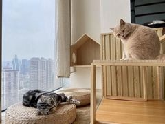 -Catmate·猫肥家润(金润铂宫店)