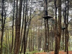 -铁山坪森林公园