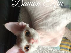 -关爱宠物医院·猫科中心·消化科(滨湖万达分院)