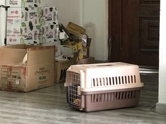 -翊宠yipet猫狗购宠庄园犬舍•猫舍