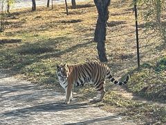 -青藏高原野生动物园