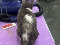 -宠爱国际动物医院·消化内科·心肾内科·ISFM猫友好(望京店)