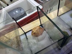 -花园小吃(北横街店)
