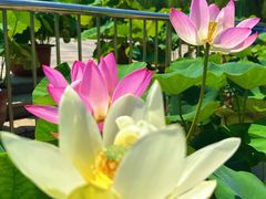 -莲花池公园