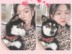 -柴犬高等学院·狗咖·柴犬售卖·宠物训练