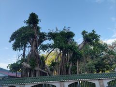 -集美学村