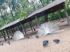 -秦皇岛野生动物园
