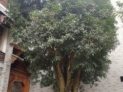 -龙潭水乡