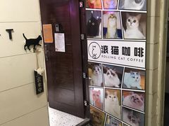-滚猫咖啡·猫咖·猫友好撸猫(未来城店)