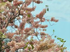 -四海公园(南山区)