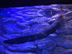 -芜湖新华联大白鲸海洋公园