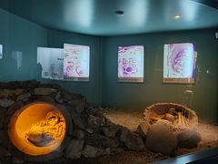 -安塔利亚博物馆