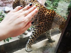 -清迈夜间动物园