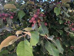 -哈密回王府景区