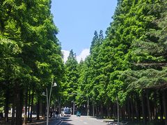 -日照海滨国家森林公园