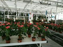 -上海鲜花港