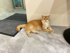 -猫力发电所·宠物专门店