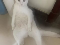 -佳怡动物医院·平价24小时·猫专科骨外科
