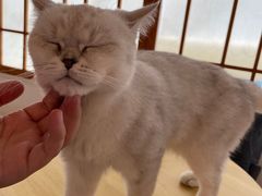 -Let's go狗咖·猫咖·奶狗·桌游(春熙路IFS店)