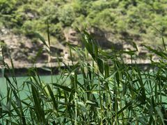 -千稻剁椒大鱼头(CityOn熙地港店)