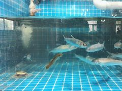 -崂山水果园农家宴(泉水鸡店)