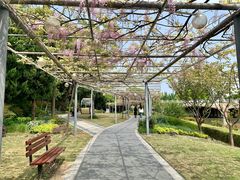 -嘉定紫藤园
