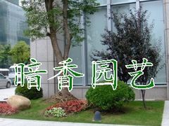 -双季花艺园艺市场(浦东店)