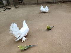 -呀路古热带植物园