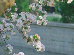 -海棠花溪(元大都城垣遗址公园)
