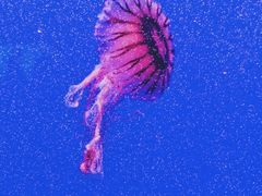 -上海海洋水族馆