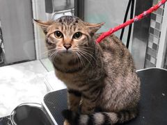 -东莞宠友24H宠物中心医院·转诊夜诊·异宠(新河北路院)