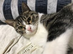 -联萌宠物医院(猫病专科)
