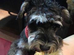 -百好乐宠物友好餐厅(朝外大街店)