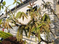 -万源龙顺度假庄园生态观光园