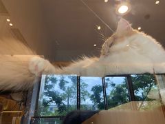 -悠尼宠物·独立低压伊珊娜洗护·美容·寄养(兰谷路店)