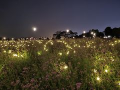 -深圳湾公园(南山区)