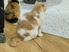 -滚猫咖啡·猫咖·猫友好撸猫(未来城店)