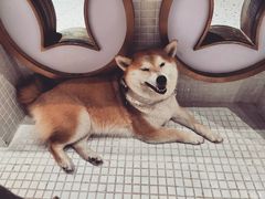 -柴务处·柴犬主题狗咖