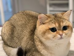 -东方名猫馆·英短金渐层布偶猫舍(环线广场1号楼店)