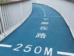 -银湖山郊野公园-相思林