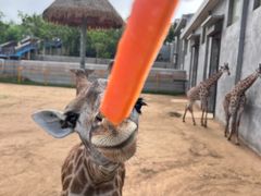 -西霞口神雕山野生动物世界