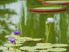 -国家植物园南园