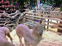 -正佳雨林生态植物园