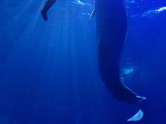 -多彩贵州城极地海洋世界