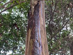 -白云山风景名胜区