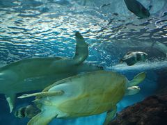 -上海海洋水族馆