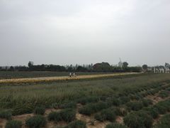 -曲江薰衣草庄园